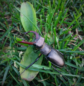 Nobel National Nature Park